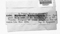 Auriscalpium vulgare image